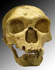 180px-Homo_sapiens_neanderthalensis